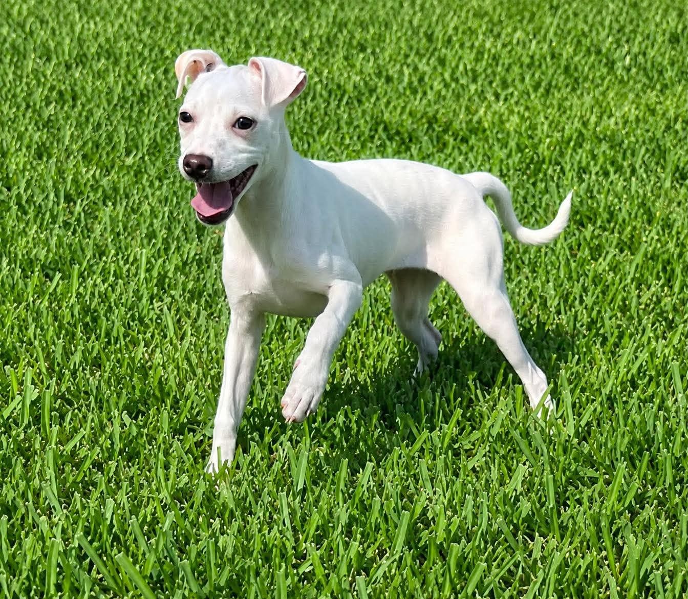 Tiffany Pup -Lima, Jack Russell Terrier