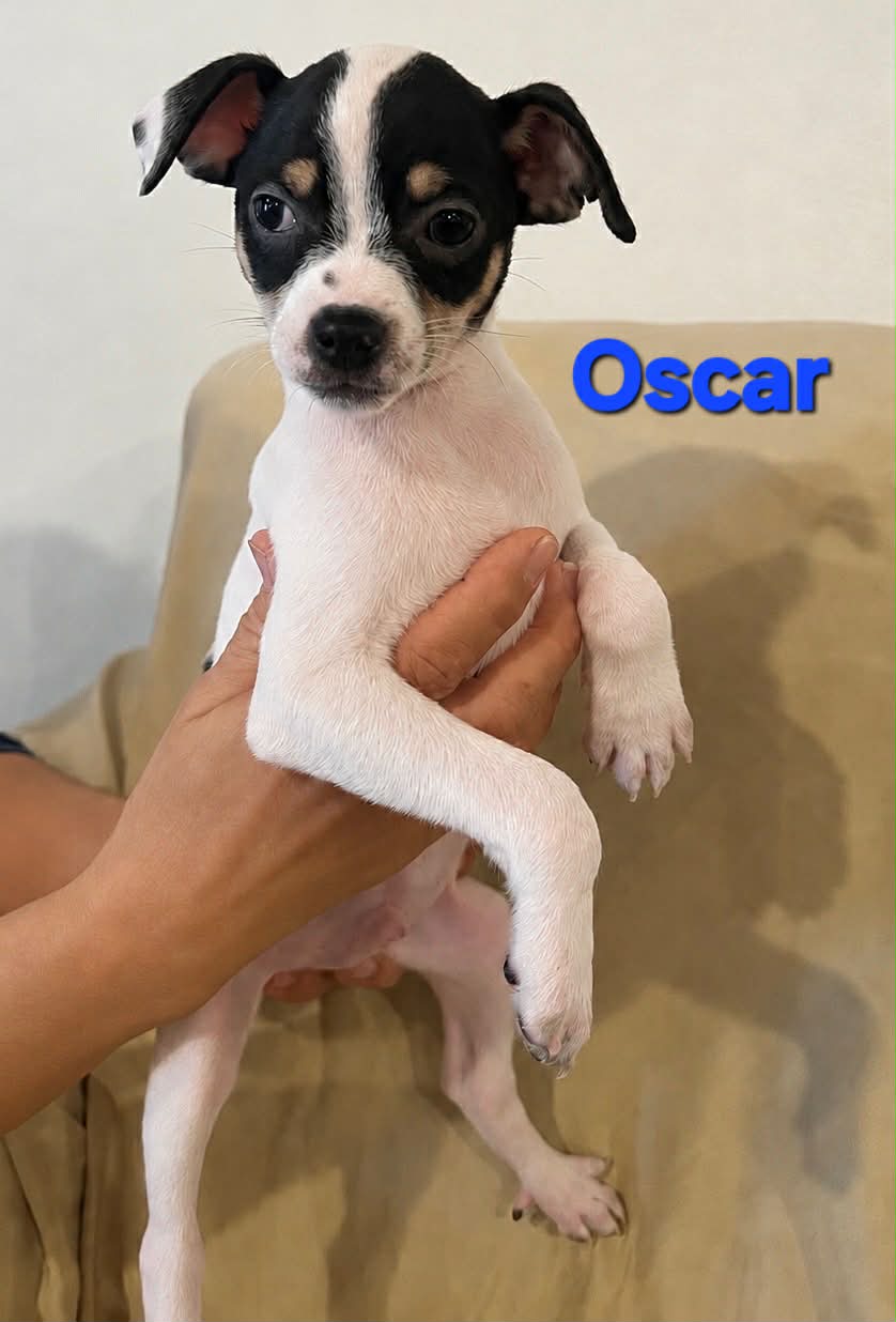 Tiffany Pup -Oscar