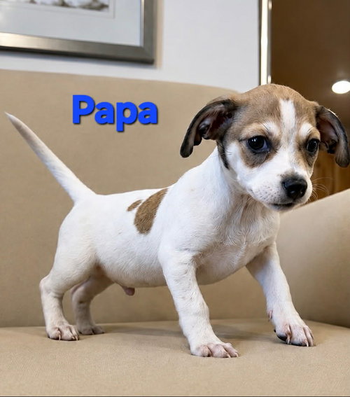 Tiffany Pup -Papa