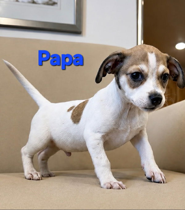 Tiffany Pup -Papa
