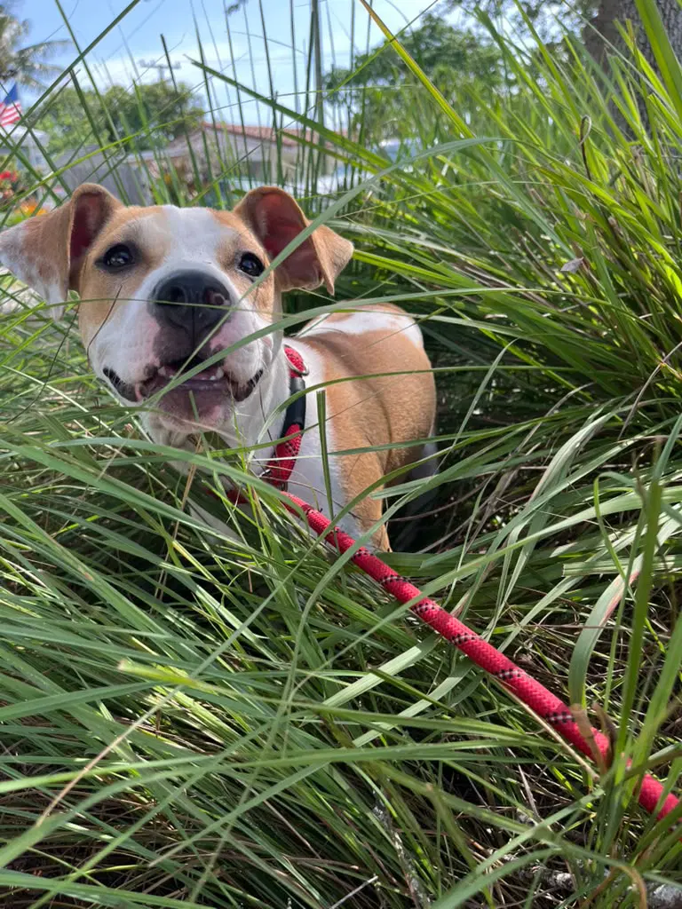 Morgan - Terrier