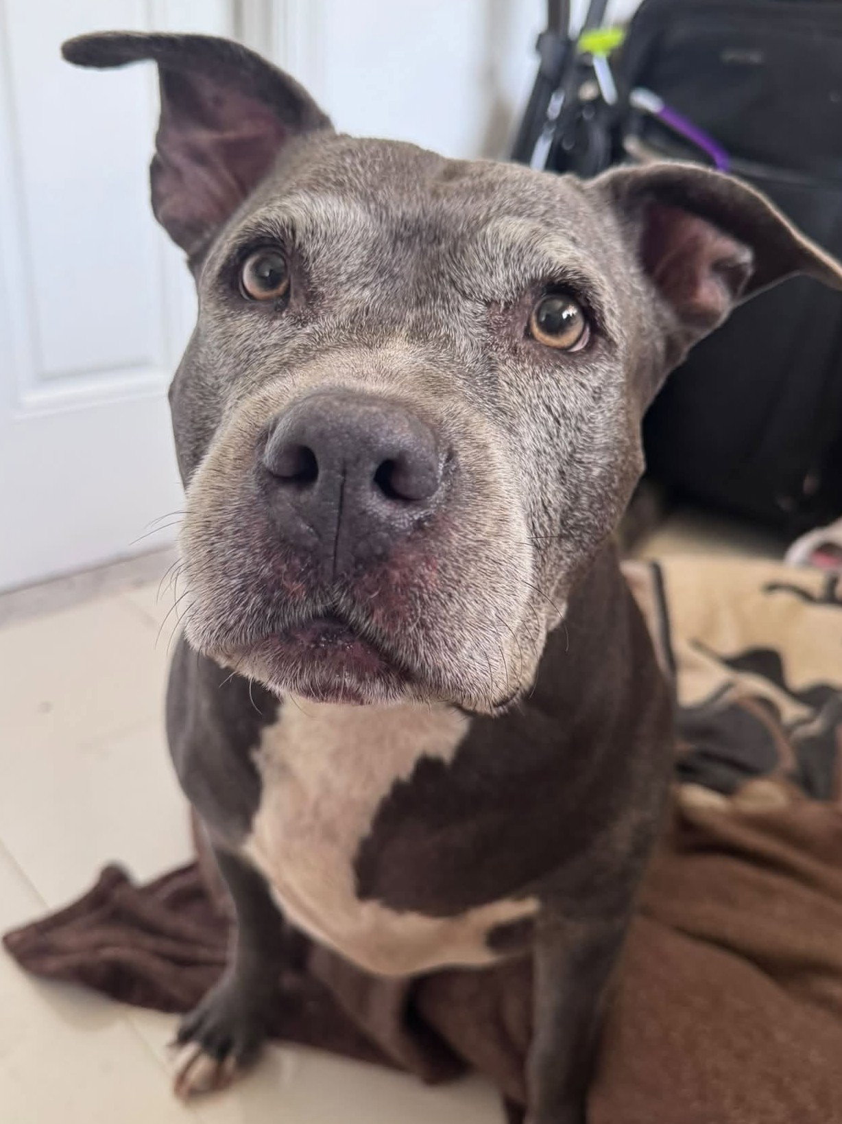 Melanie Rose, Pit Bull Terrier