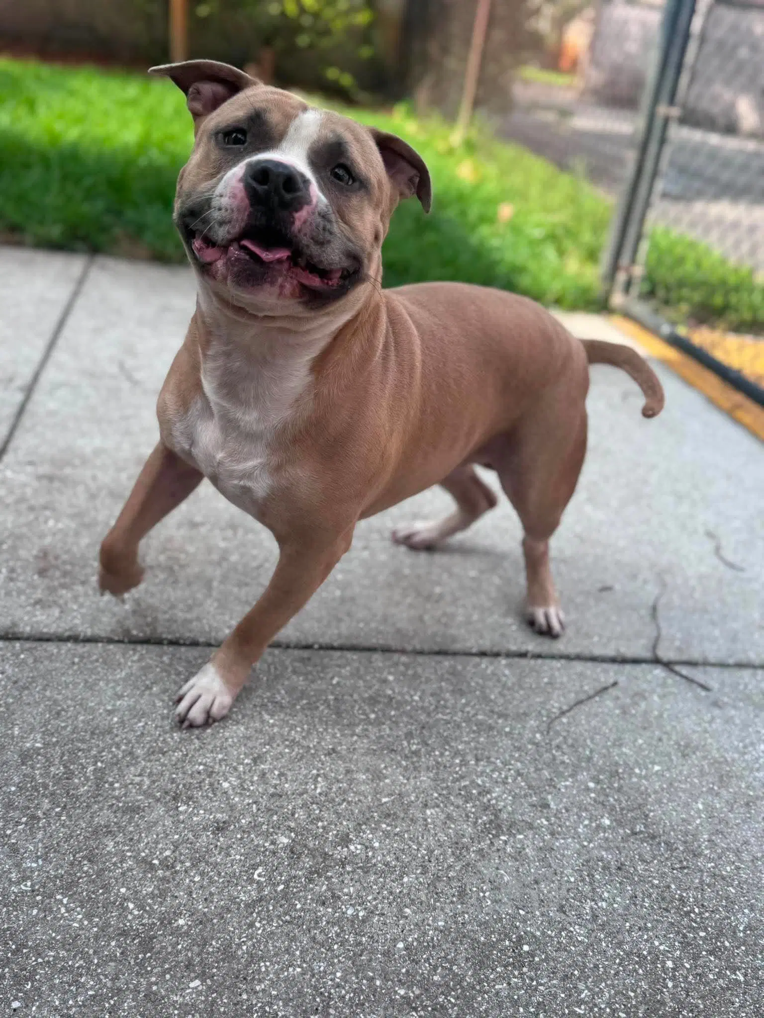 Litto - Staffordshire Bull Terrier