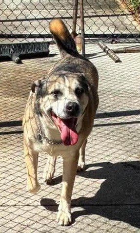 Roy, a dog for adoption from Everglades Angels Dog Rescue