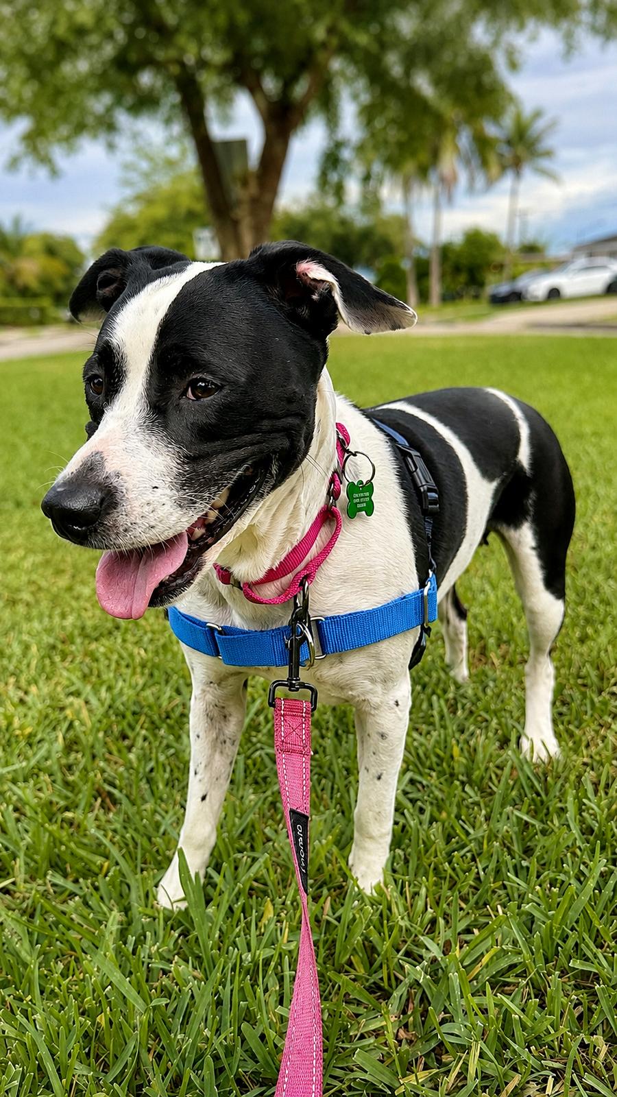 Emily, Terrier