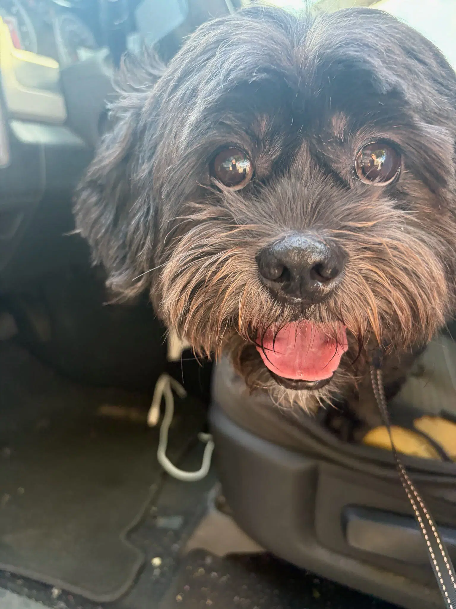 Toby - Shih Tzu