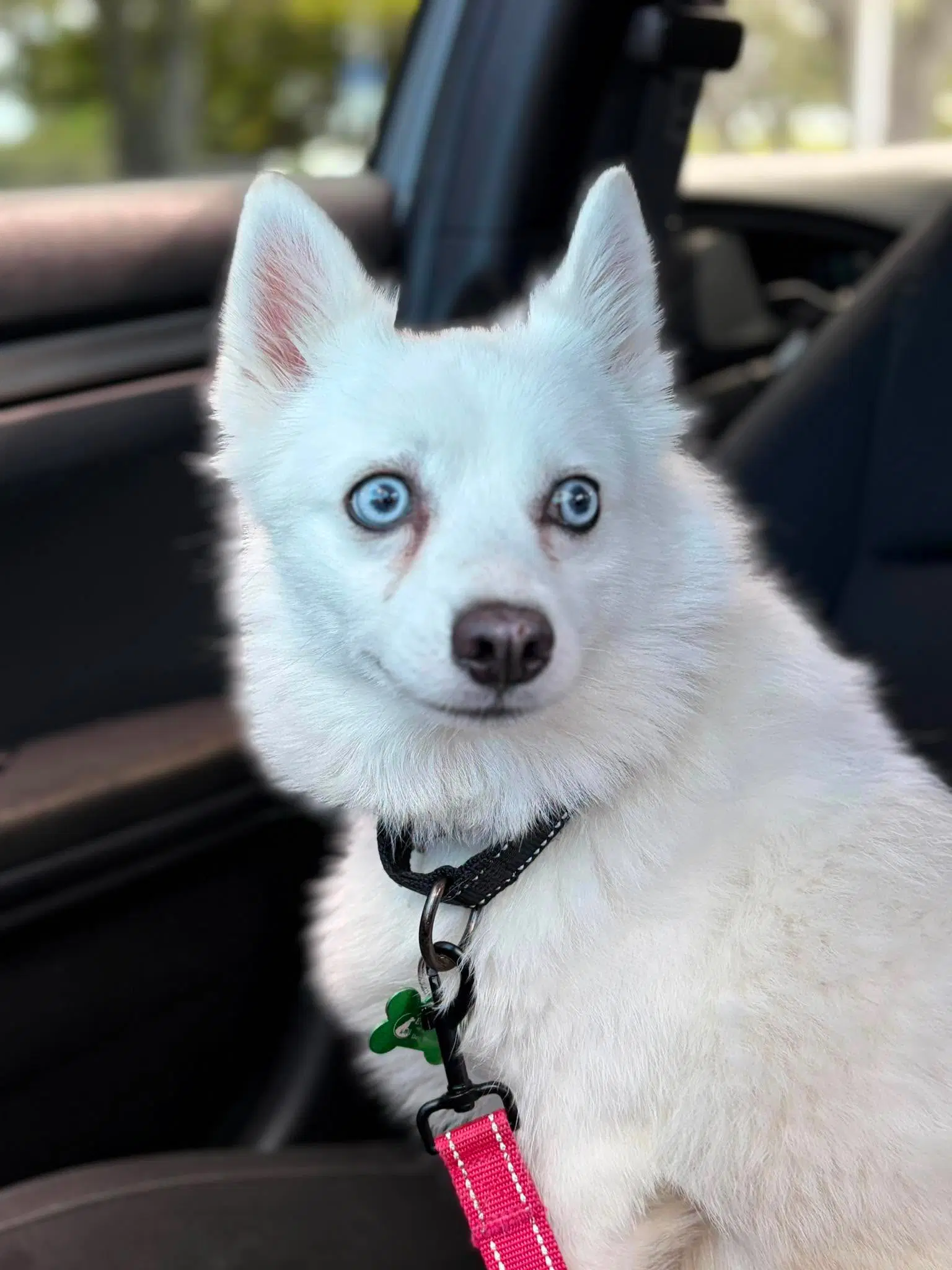 Tundra - Eskimo Dog