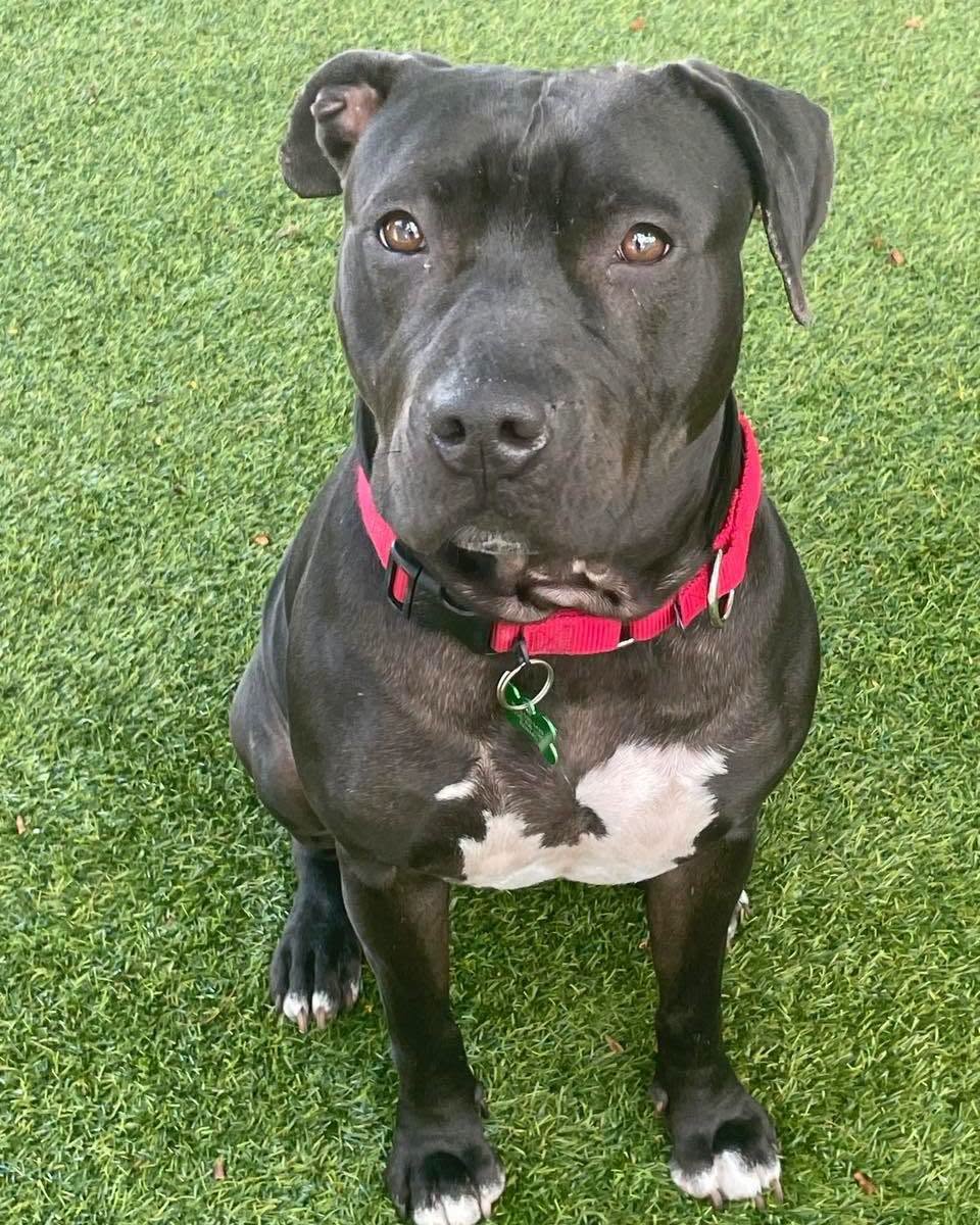 Bunny - Pit Bull Terrier