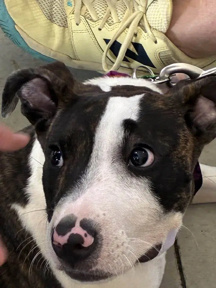 Gator - Pit Bull Terrier