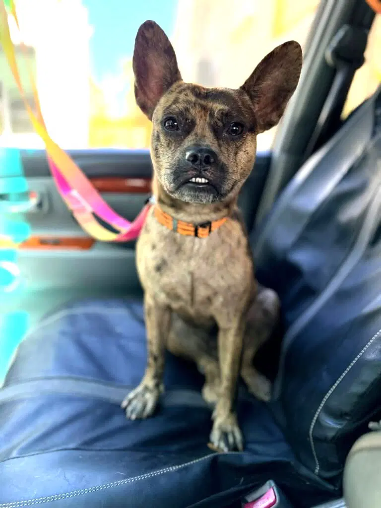 Truffles - Chihuahua