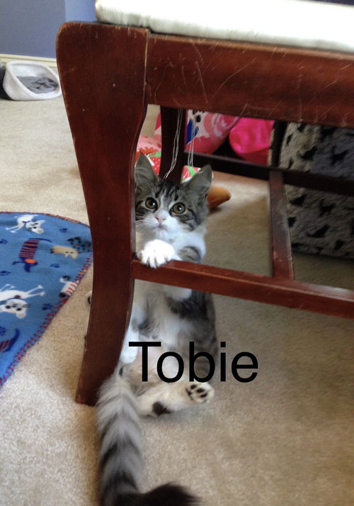 Tobie