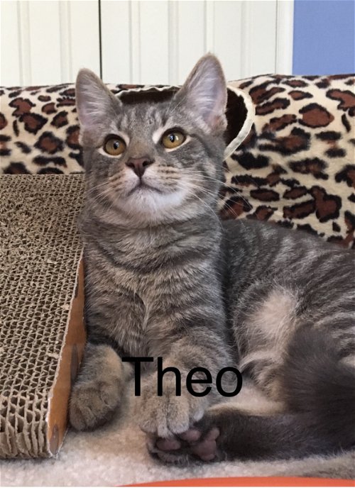 Theo