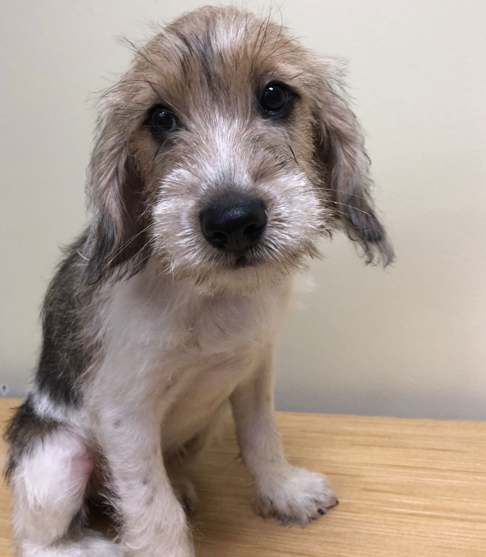 Beagle and hot sale schnauzer mix