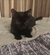 Suzie Q