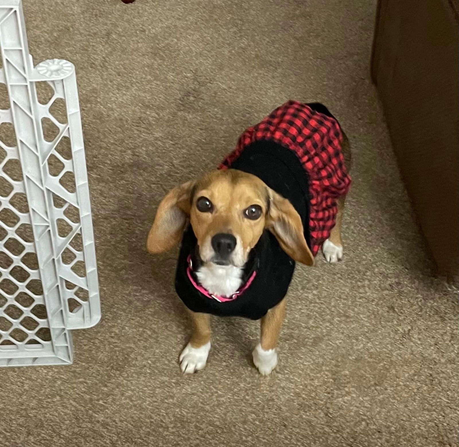 Dog for Adoption Shanaia Twain, a Beagle in Tysons Corner, VA Alpha Paw