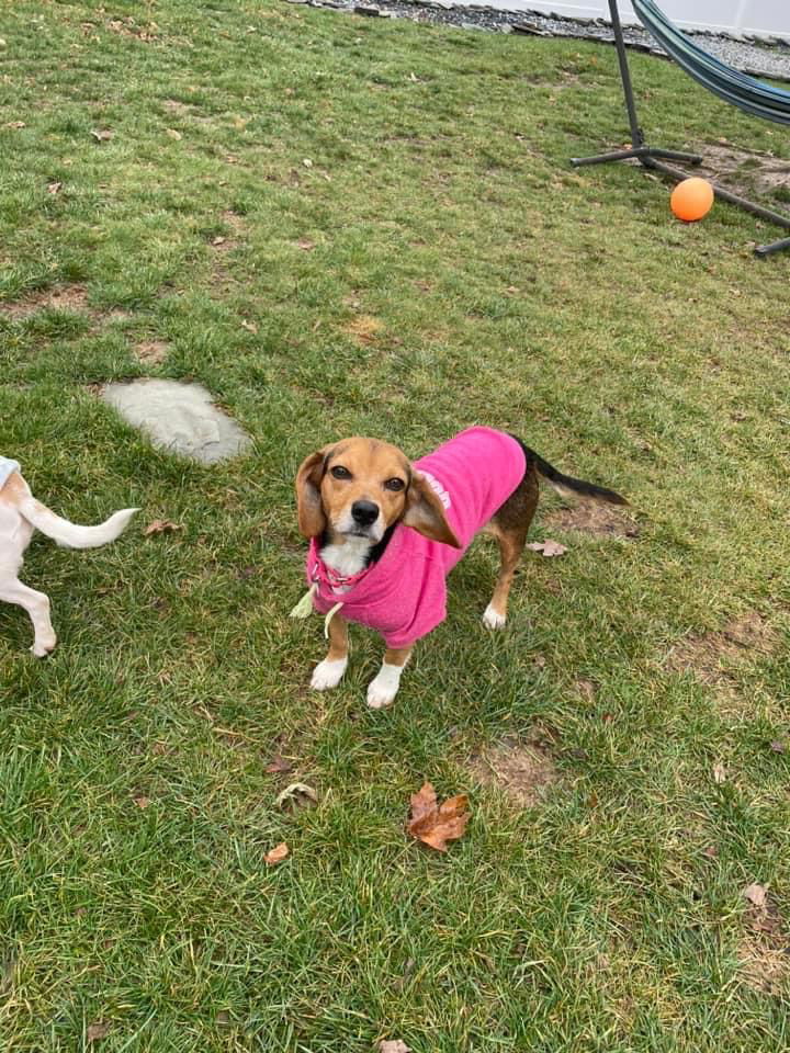 Dog for Adoption Shanaia Twain, a Beagle in Tysons Corner, VA Alpha Paw