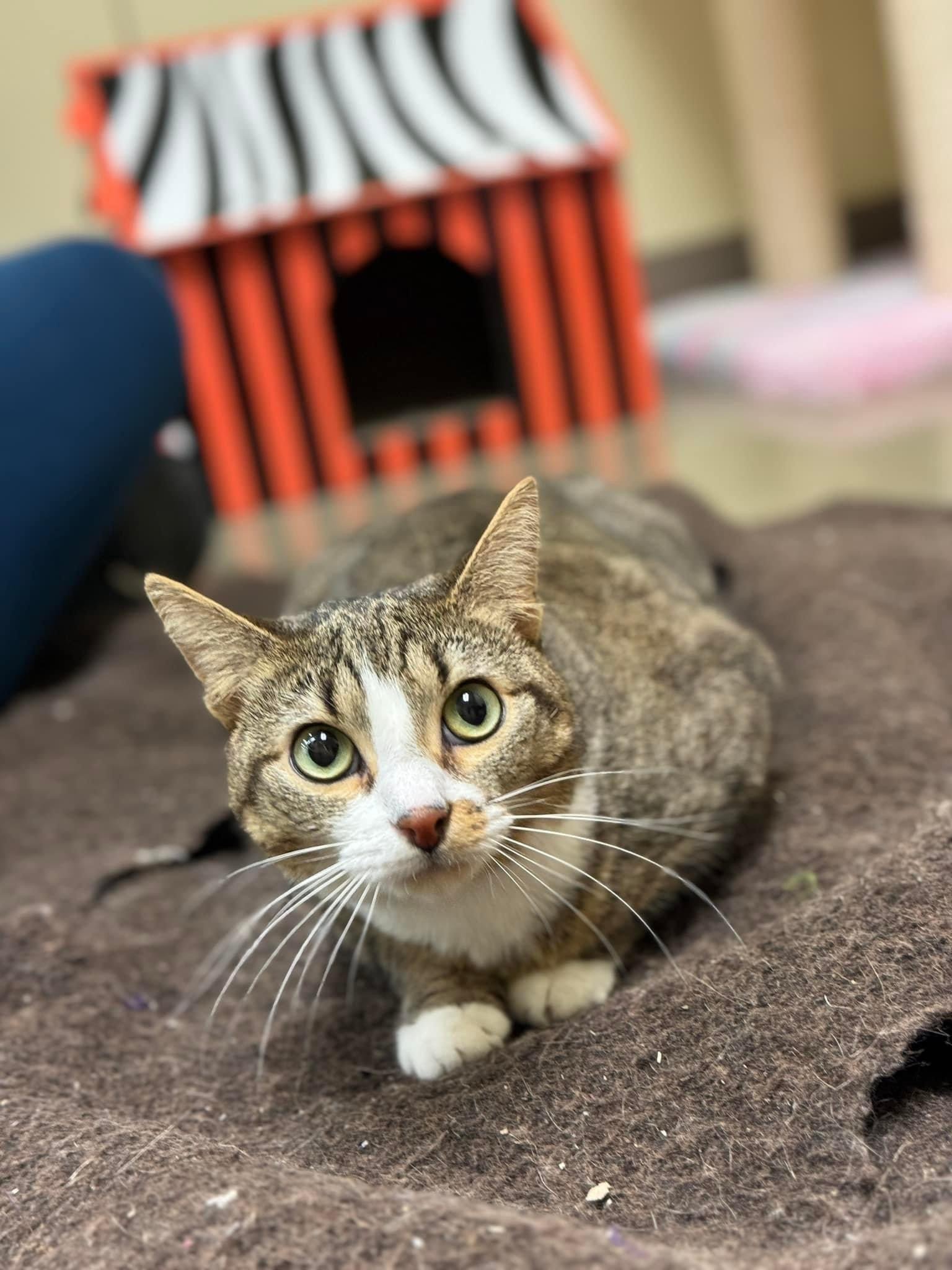 adoptable Cat in Dahlgren, VA named Lauren