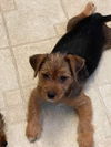 Odie