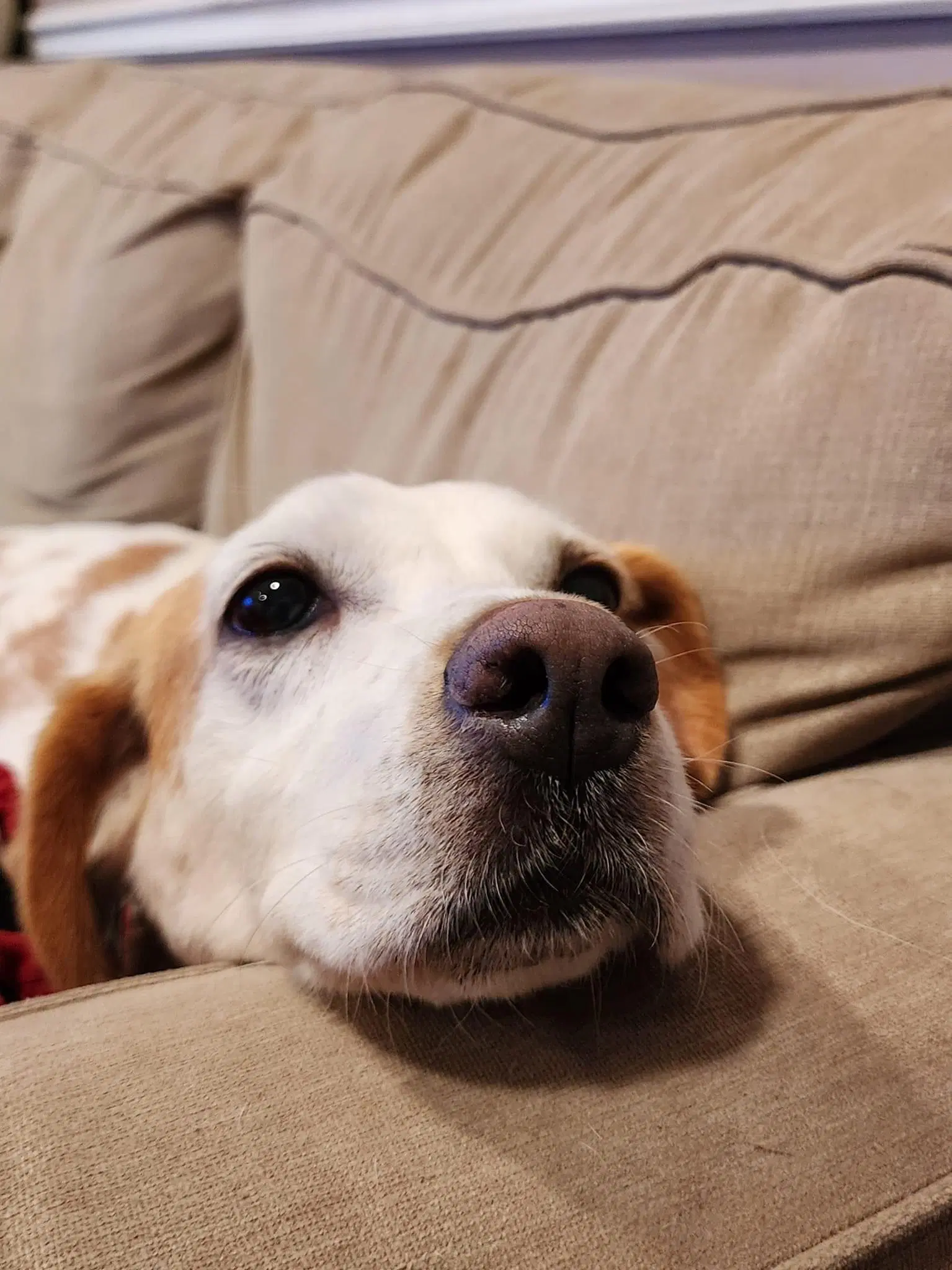 Amelia - Foxhound