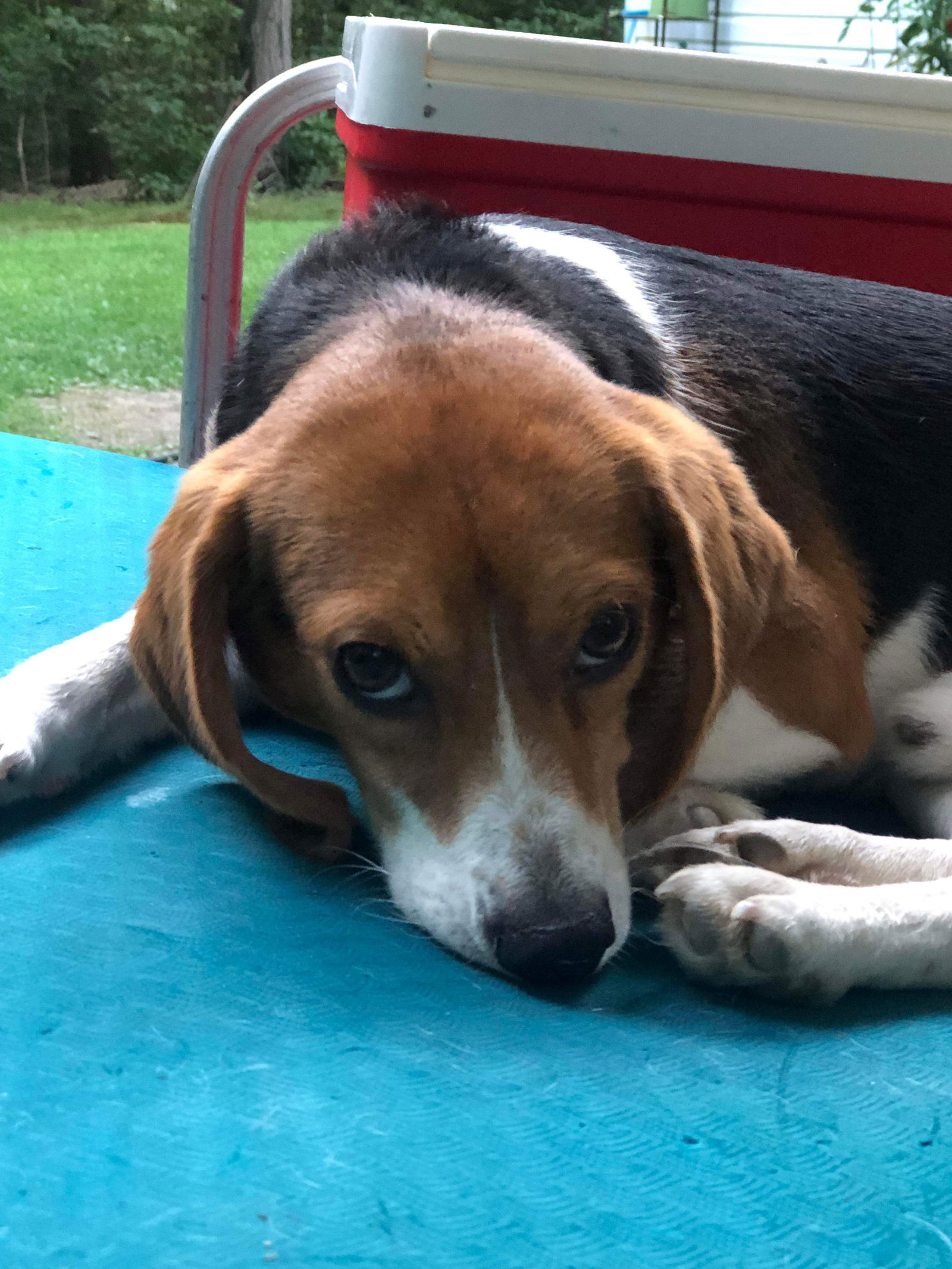 Dog For Adoption - Garth Brooks, A Beagle In Hanover County, Va 