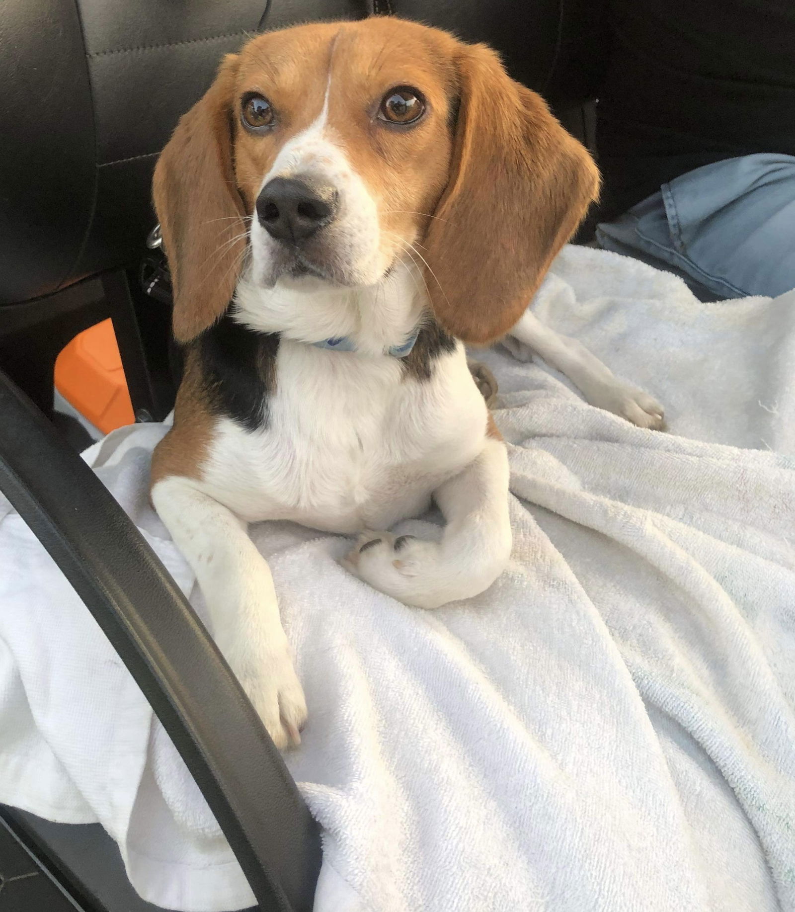 Dog for Adoption - Garth Brooks, a Beagle in Hanover County, VA | Alpha Paw