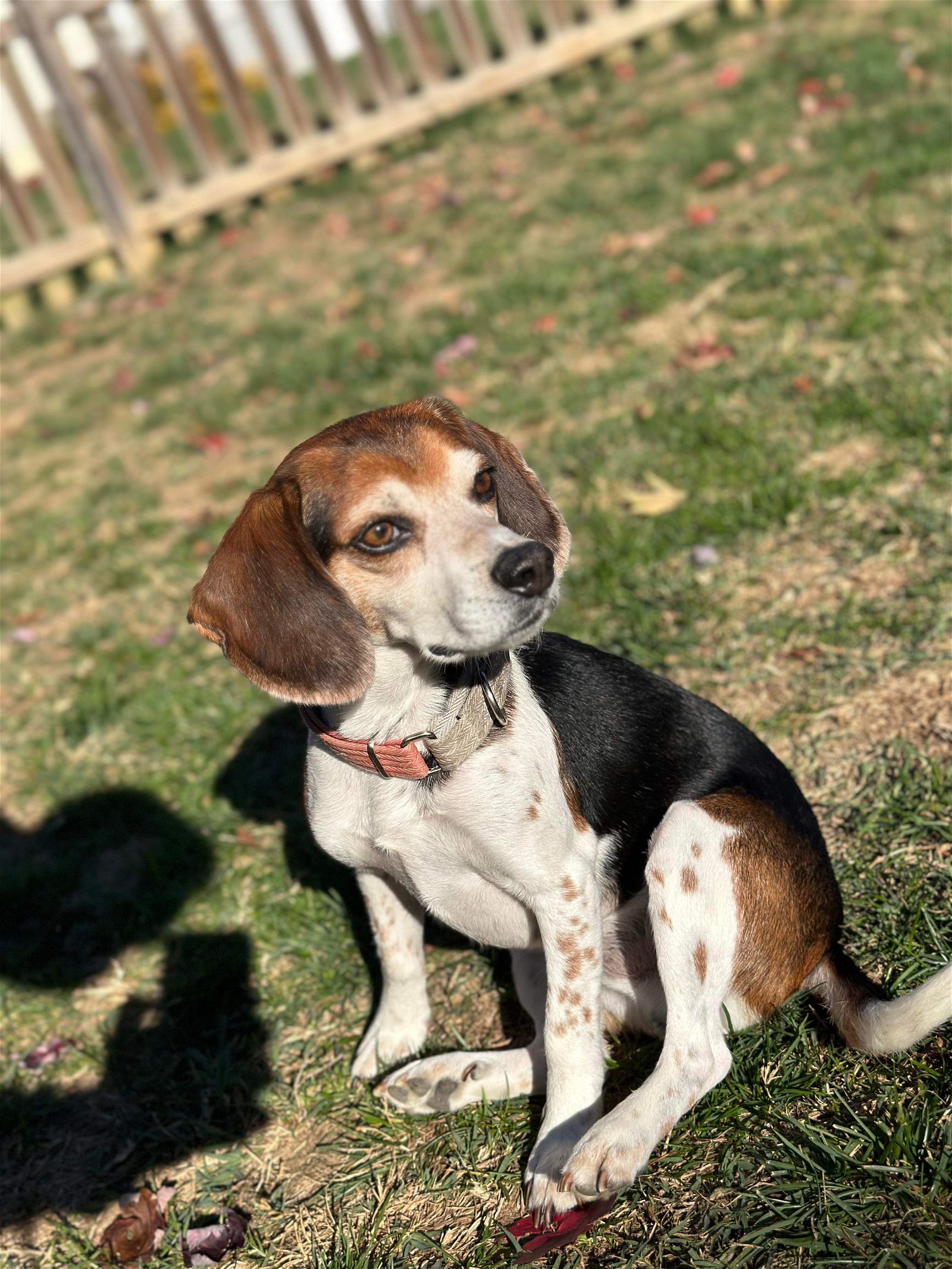 adoptable Dog in Dahlgren, VA named George