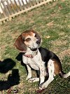 adoptable Dog in , VA named George
