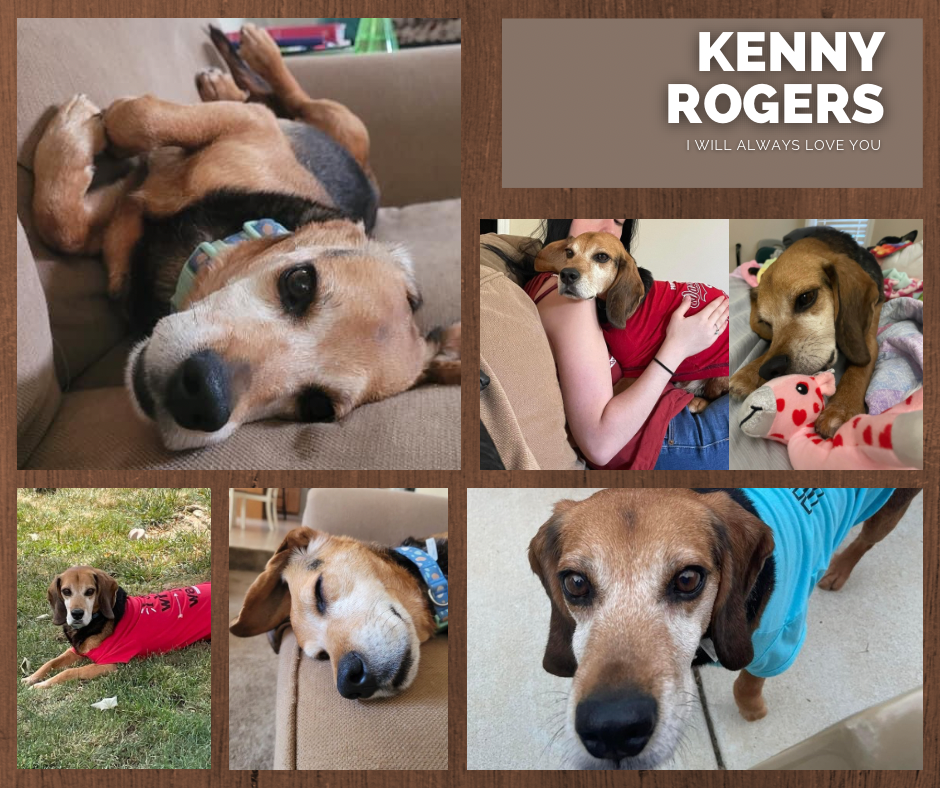 adoptable Dog in Dahlgren, VA named Kenny