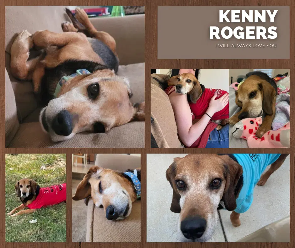 Kenny - Beagle