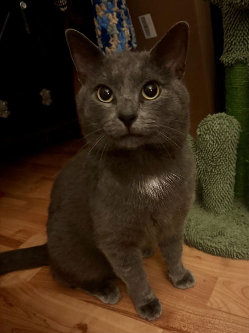 picture of the cat needing adoption