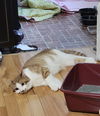 Otto