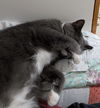 Kiki