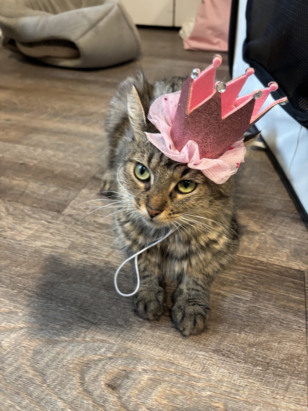 Prissy