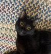 Ren
