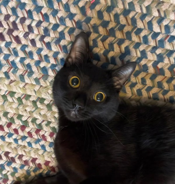 Ren