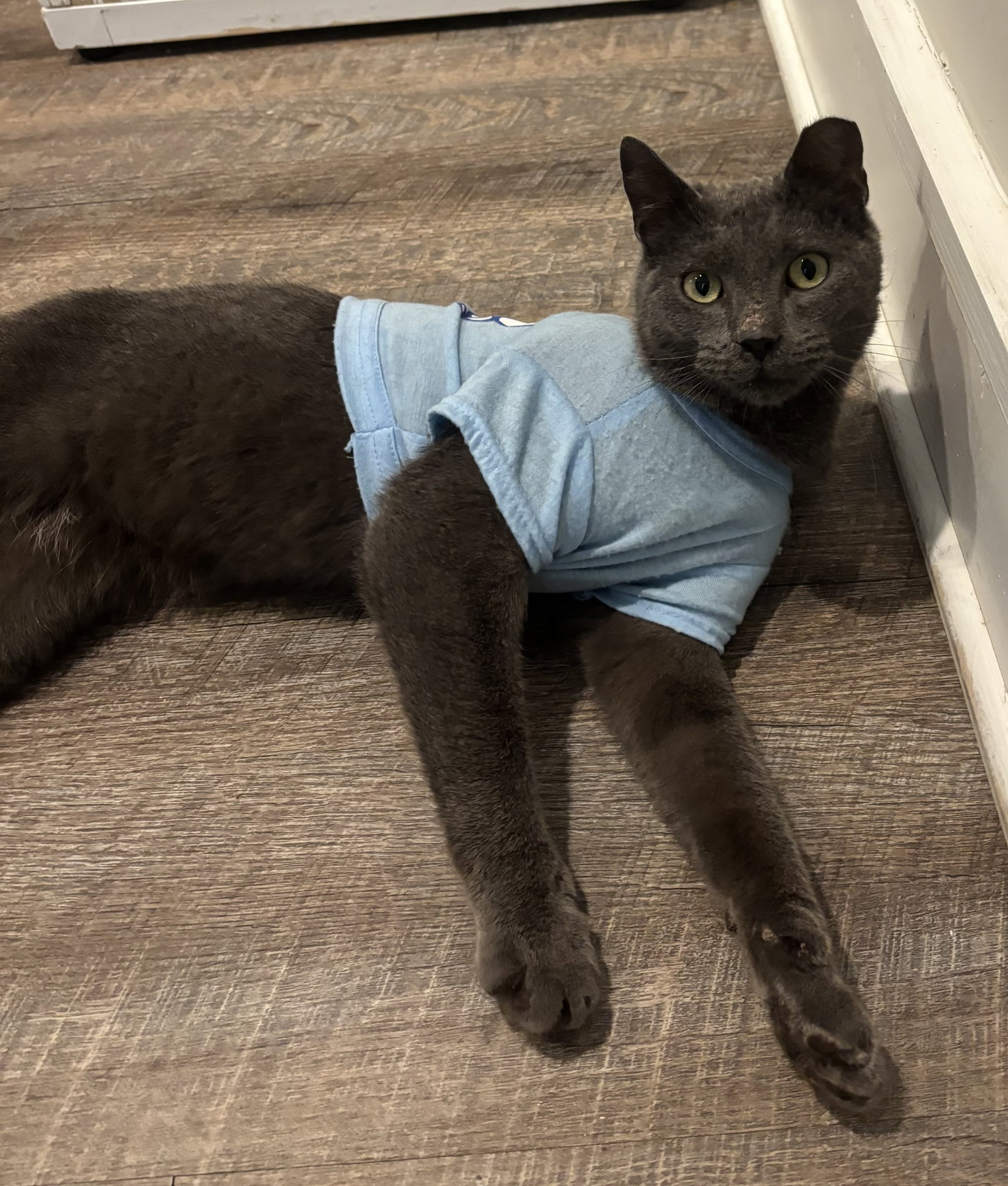 AC (Ash Cat)