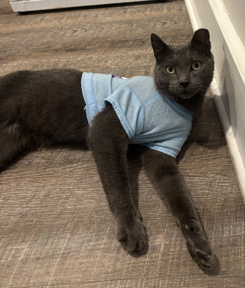AC (Ash Cat)