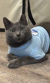 AC (Ash Cat)