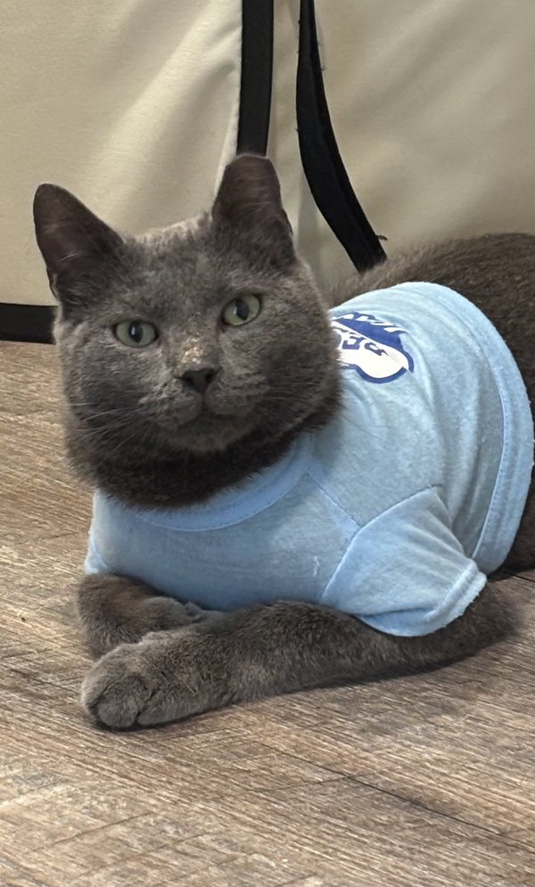AC (Ash Cat)