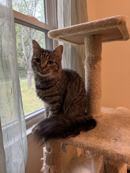 Riley, Adult Domestic Medium Hair (medium coat), cat for adoption in Bowie, Maryland