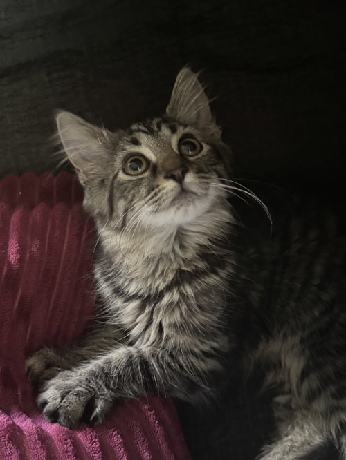 Willow