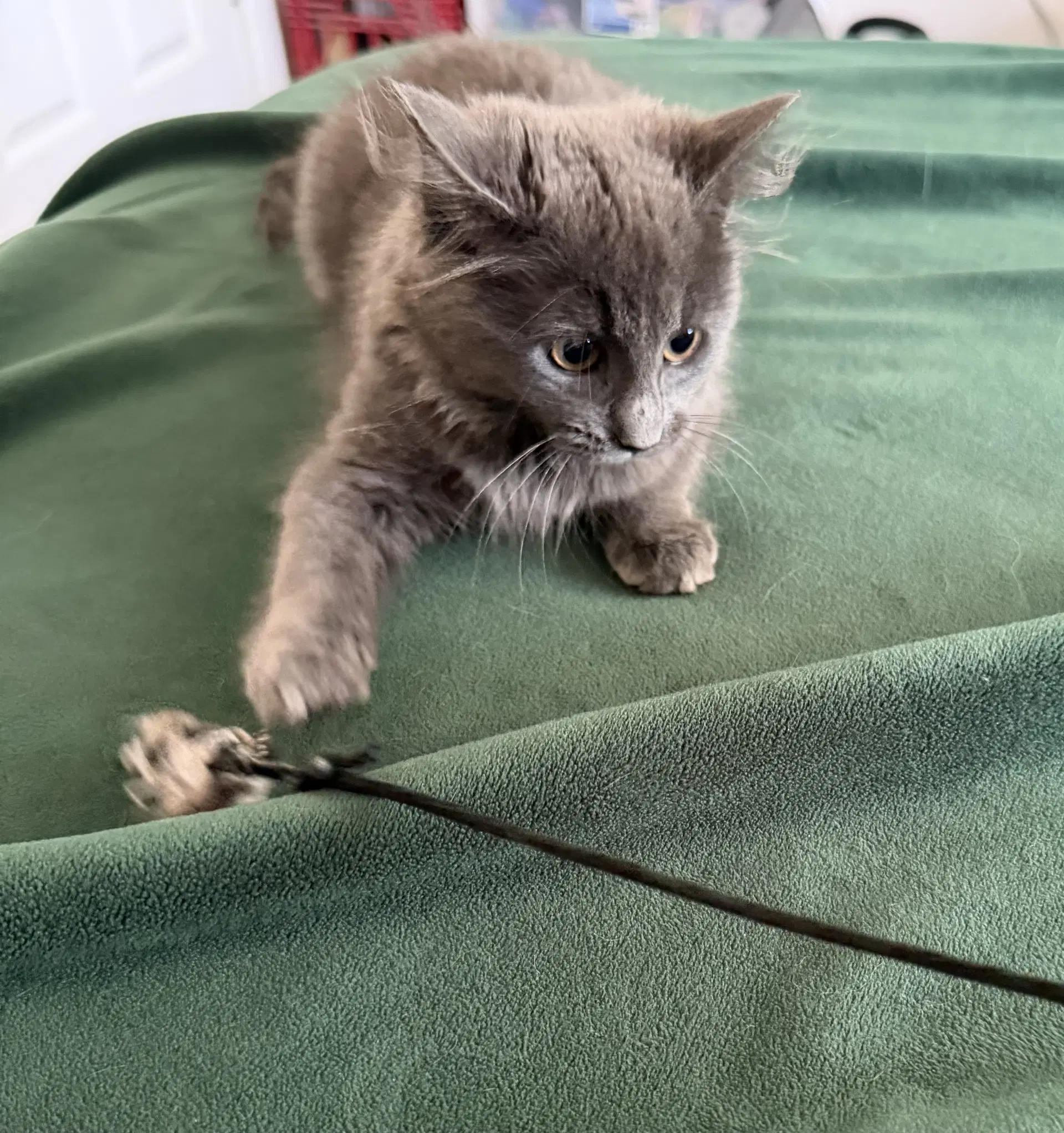 Stormy - Domestic Long Hair