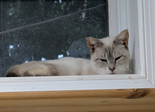 Ginger, a cat for adoption from King George Animal Rescue League