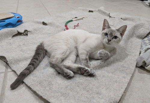 Nutmeg, a cat for adoption from King George Animal Rescue League