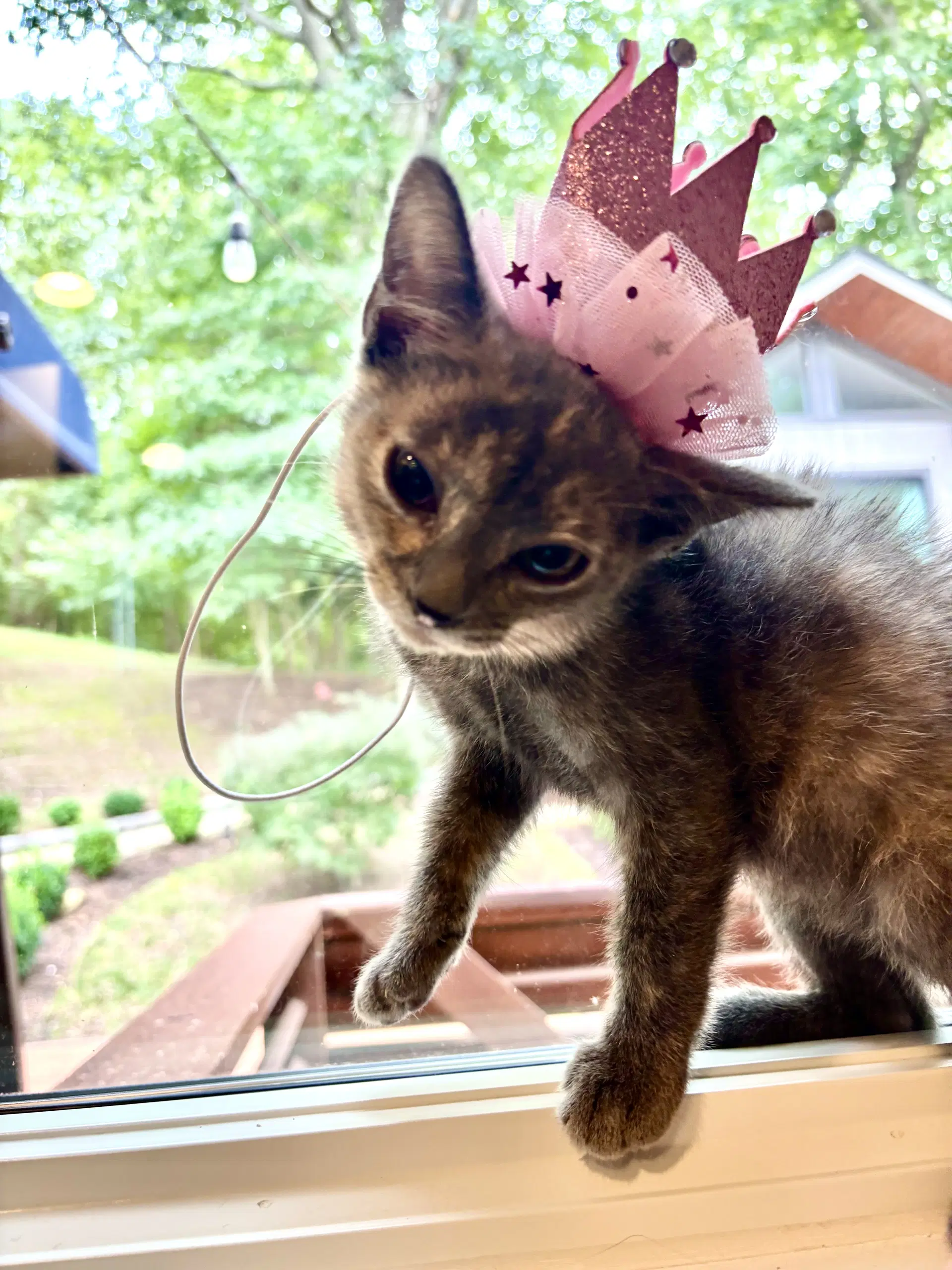 Eleanor - Domestic Short Hair