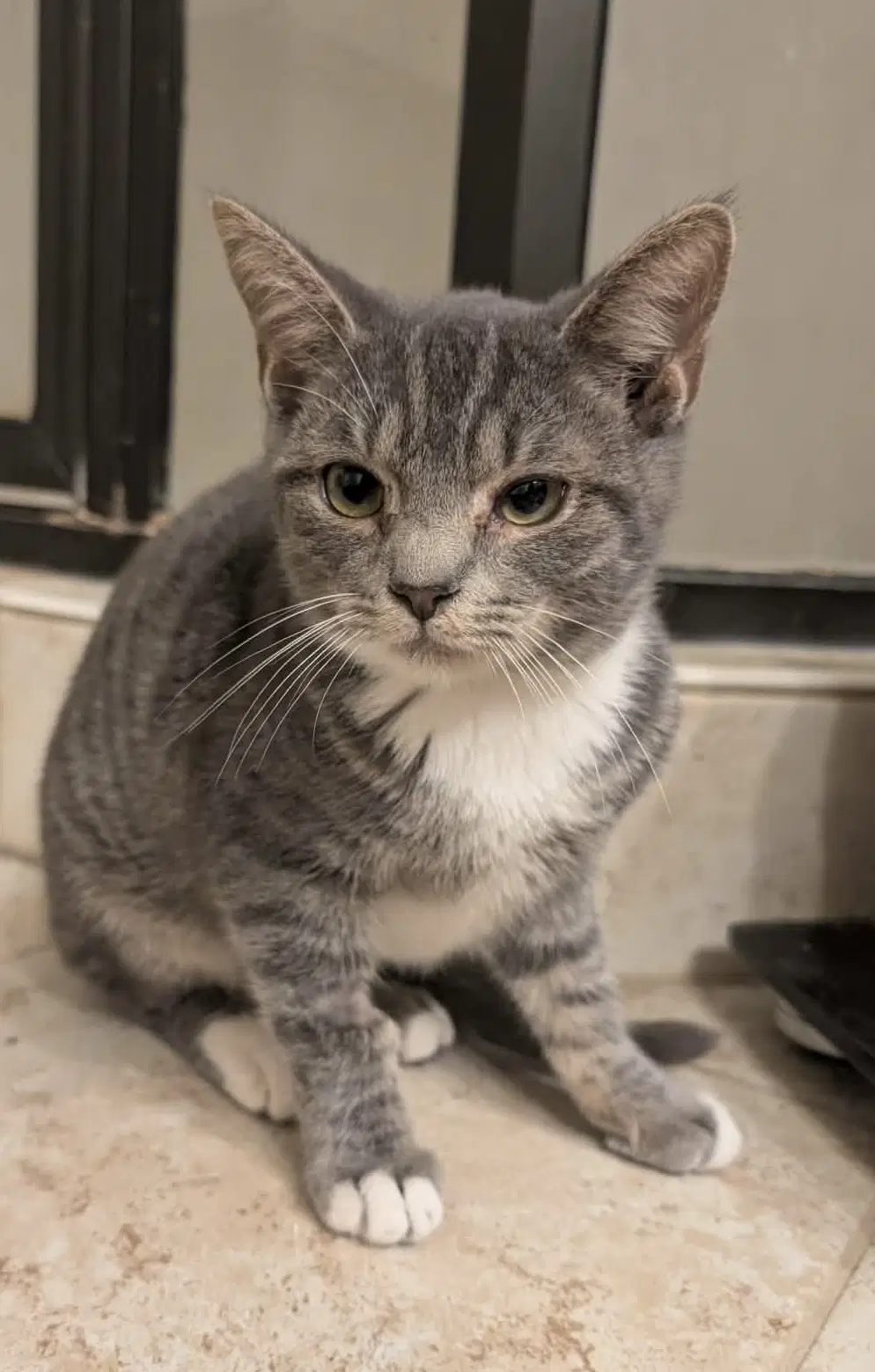 Gerald - Domestic Short Hair