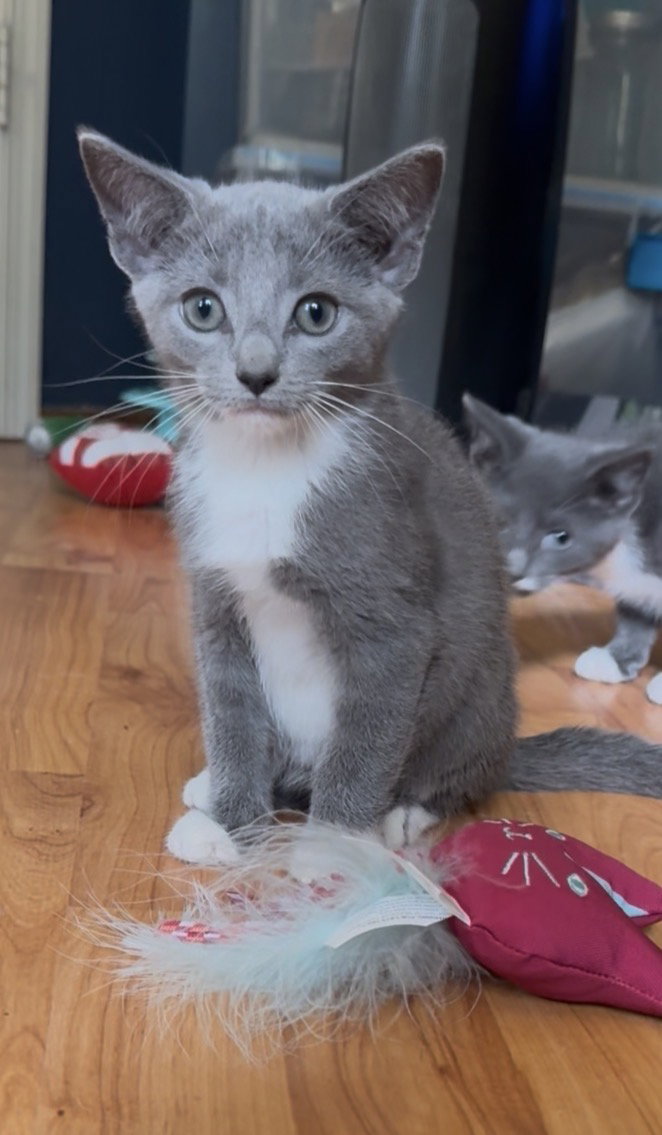 Lola, cat — photo 1 of 1