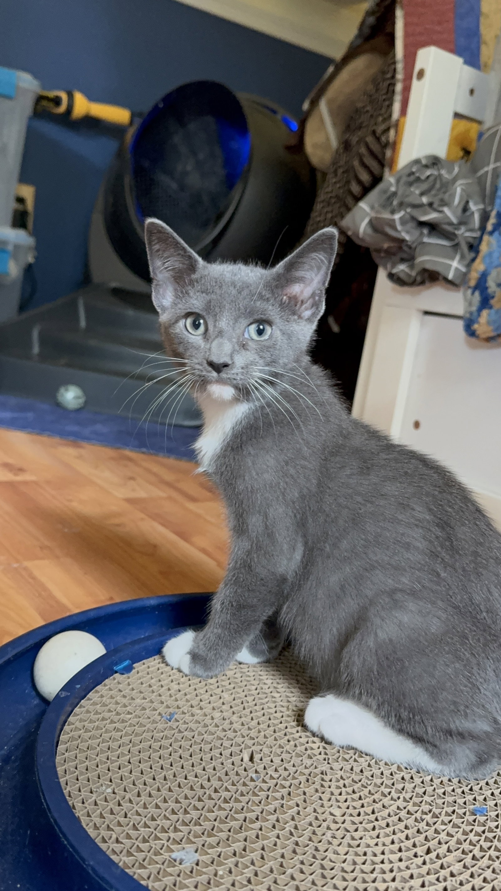 Boba, cat — photo 1 of 1