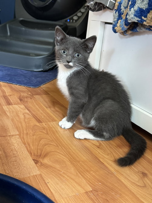 Asher, a cat for adoption from King George Animal Rescue League