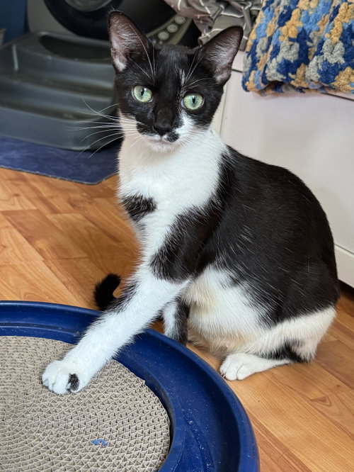 Jazzy, a cat for adoption from King George Animal Rescue League
